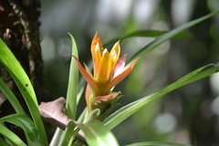Guzmania lingulata