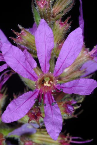 Lythrum salicaria