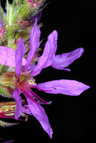 Lythrum salicaria