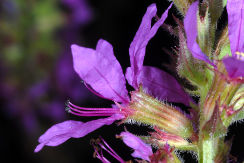 Lythrum salicaria