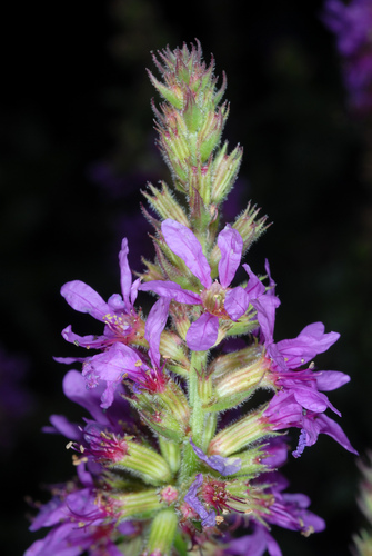Lythrum salicaria
