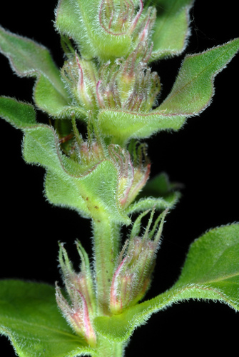 Lythrum salicaria