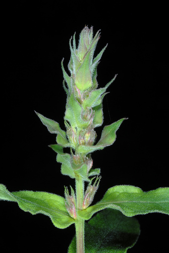 Lythrum salicaria