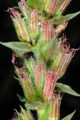 Lythrum salicaria