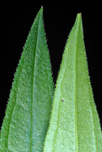 Lythrum salicaria