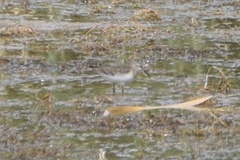 Calidris minuta
