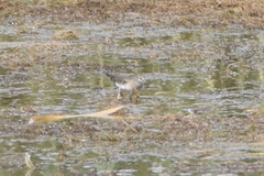 Calidris minuta