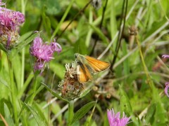 Thymelicus sylvestris