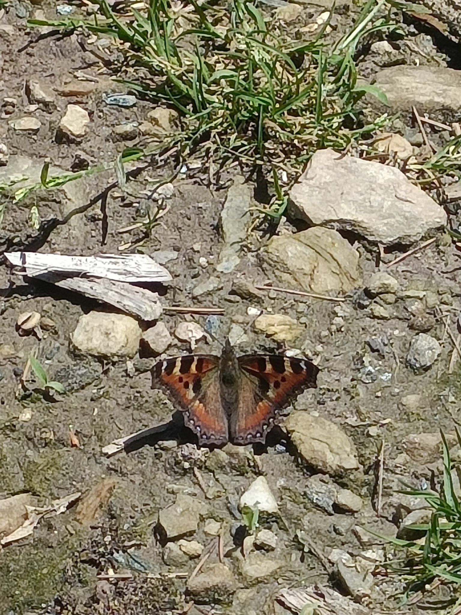 Indian Tortoiseshell