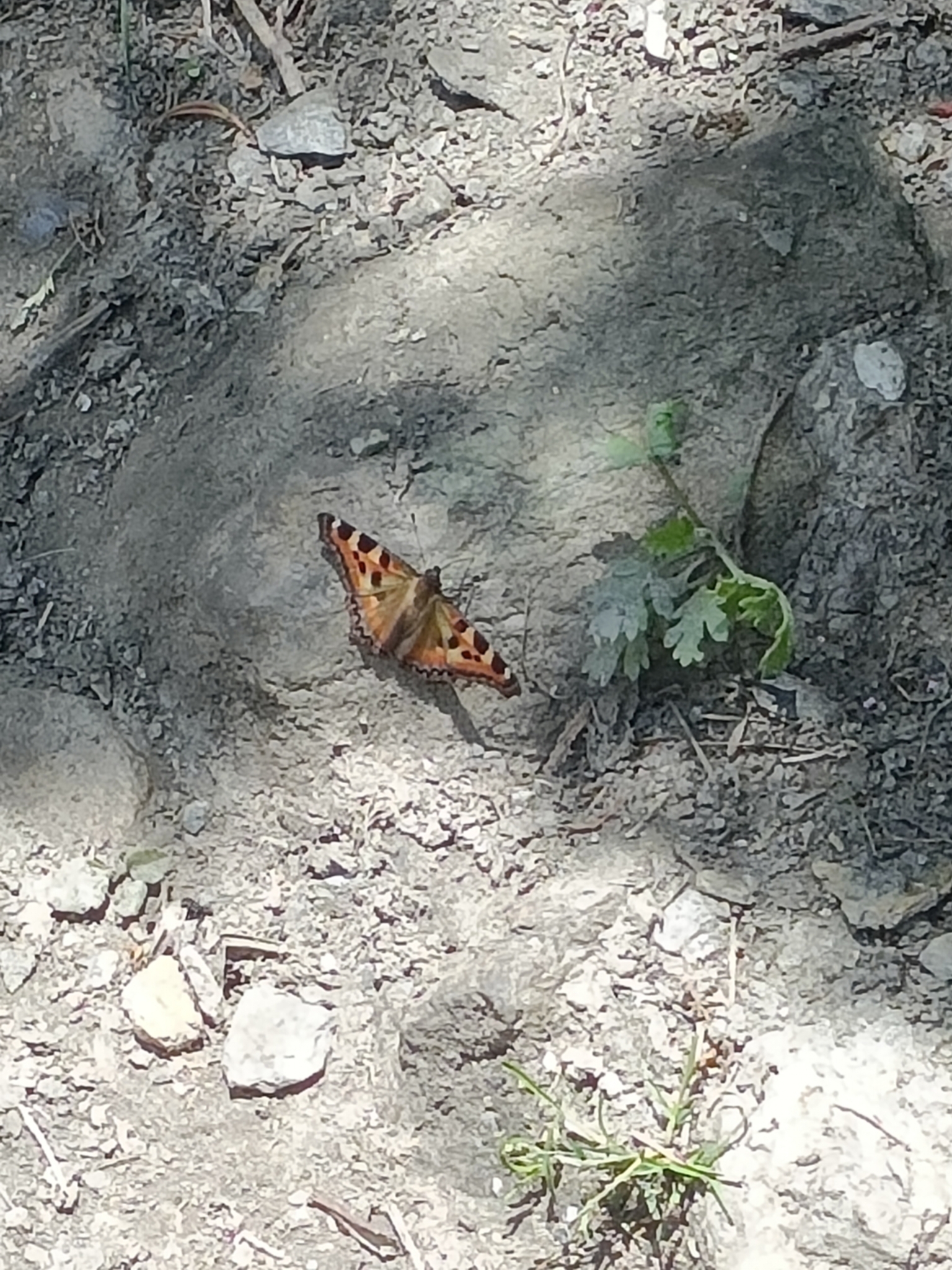 Indian Tortoiseshell