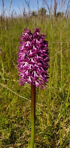Lady-Monkey hybrid Orchis (Orchis ×)