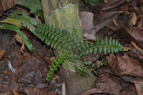 Lomariopsis image