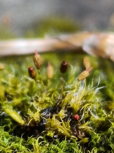 Hair-pointed Grimmia (Grimmia trichophylla)