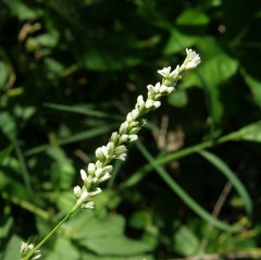 Persicaria setacea