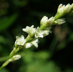 Persicaria setacea