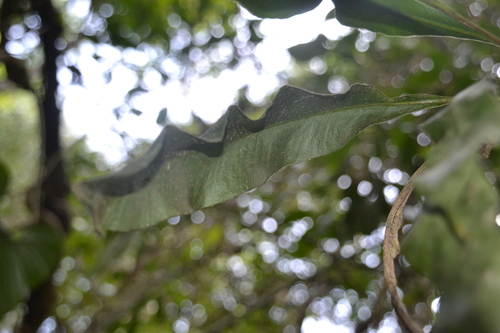 Campyloneurum costatum image