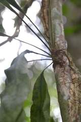 Campyloneurum costatum