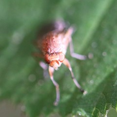 Opomyzidae