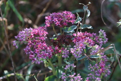 Hylotelephium telephium