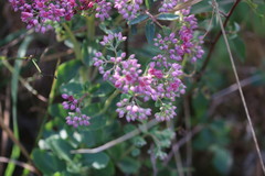 Hylotelephium telephium