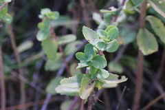 Hylotelephium telephium