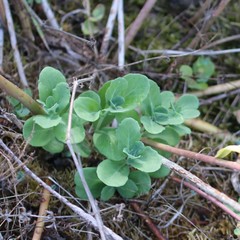 Hylotelephium telephium