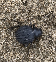Pimelia bipunctata