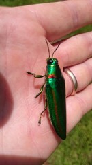 Chrysochroa rajah