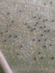Phyllactinia fraxini