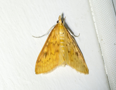 Ostrinia