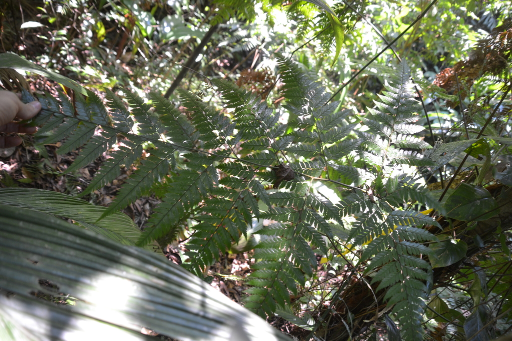 Maxonia apiifolia; photograph (c) Letizia Weichgrebe, some rights reserved (CC BY)