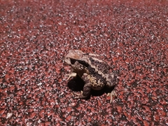 Bufo sachalinensis