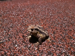 Bufo sachalinensis