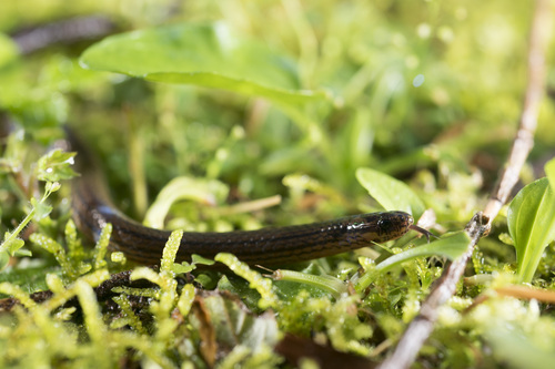 Collared Reed Snake