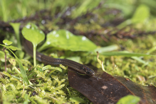 Collared Reed Snake