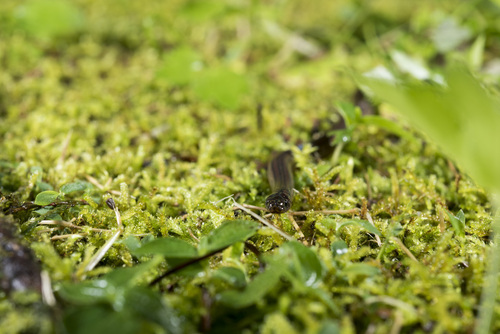 Collared Reed Snake