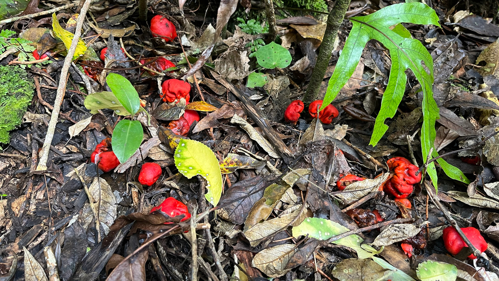 Leratiomyces erythrocephalus · May 2025 · photo: © parkecology (iNaturalist, cc-by)