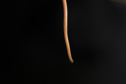 Collared Reed Snake