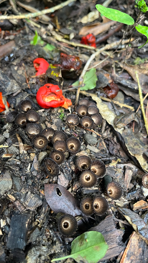 Cyathus striatus · May 2025 · photo: © parkecology (iNaturalist, cc-by)