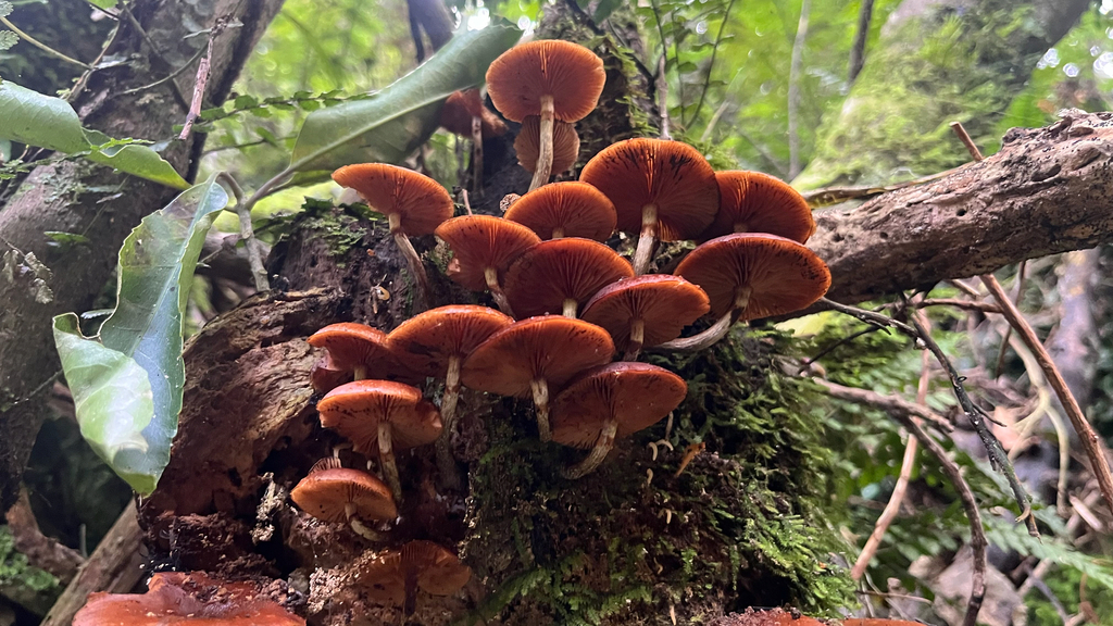 Galerina patagonica · May 2025 · photo: © parkecology (iNaturalist, cc-by)