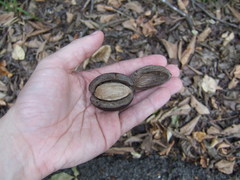 Carya ovata