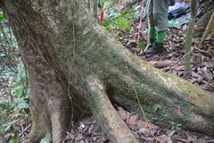 Trichomanes membranaceum