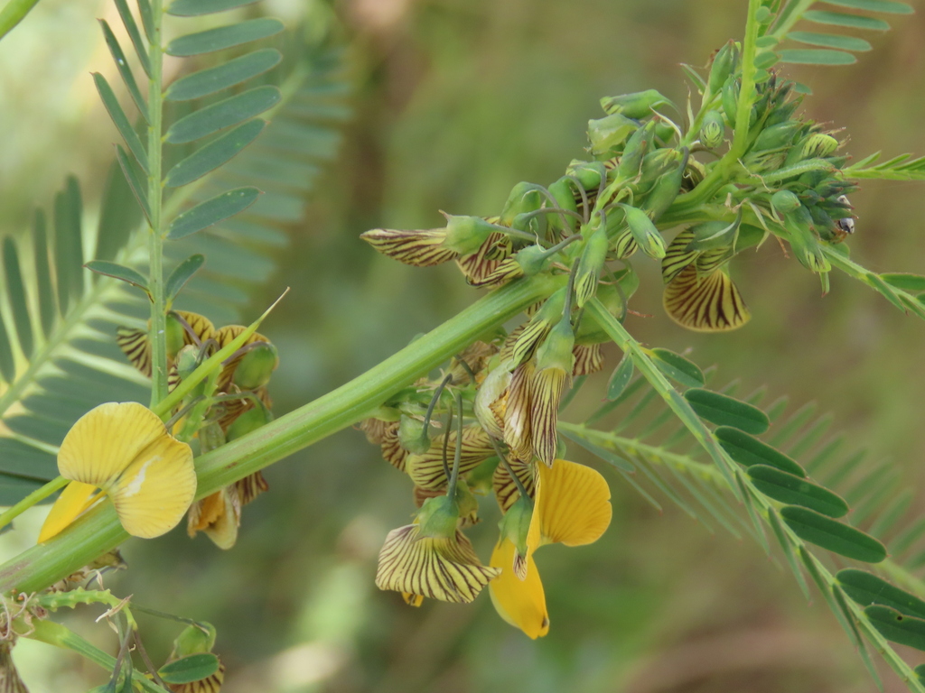 Sesbania macowaniana Schinz 4