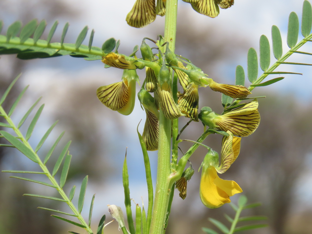 Sesbania macowaniana Schinz 3