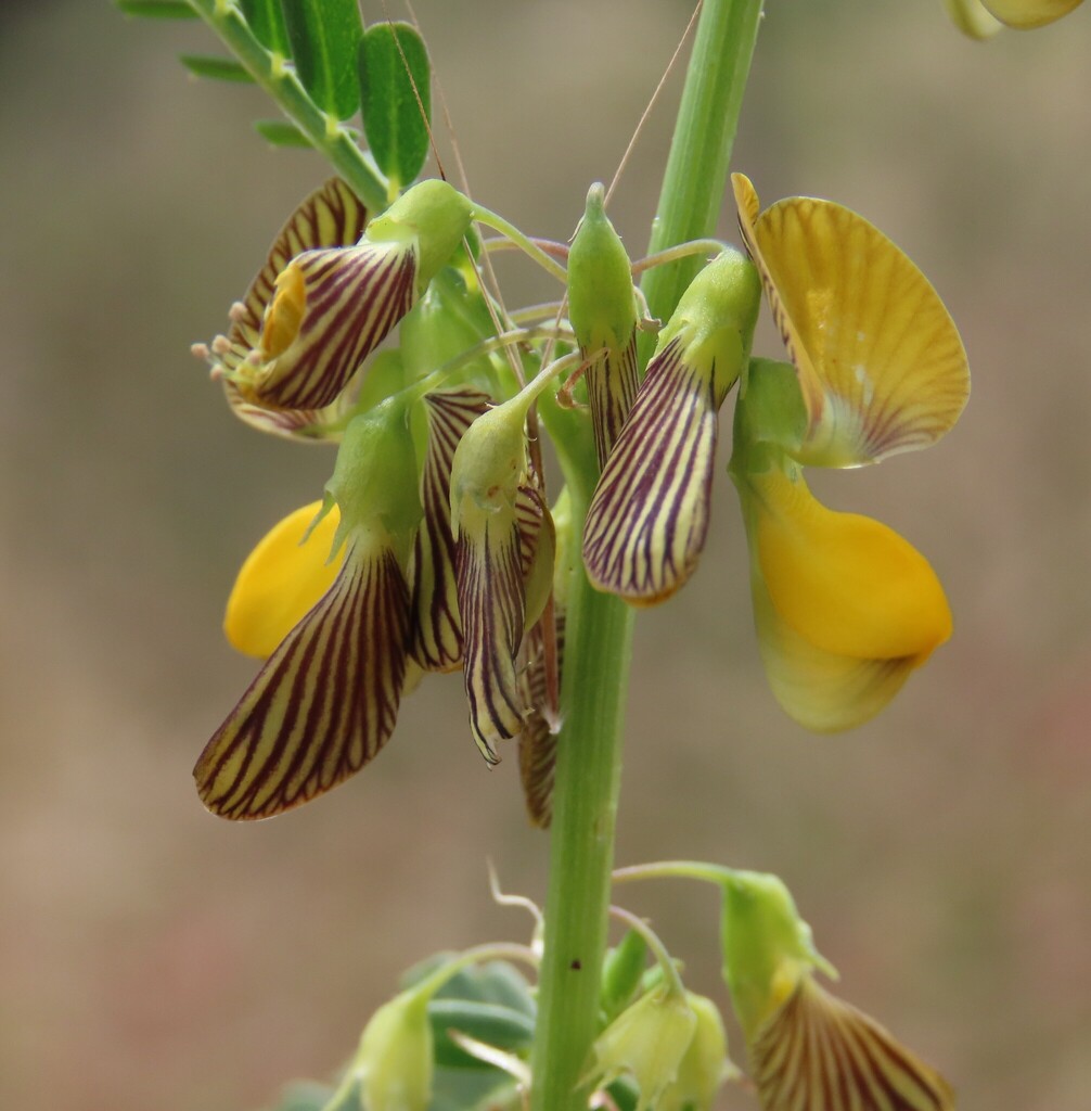 Sesbania macowaniana Schinz
