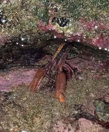 Alpheus splendidus observed 2025-03-29