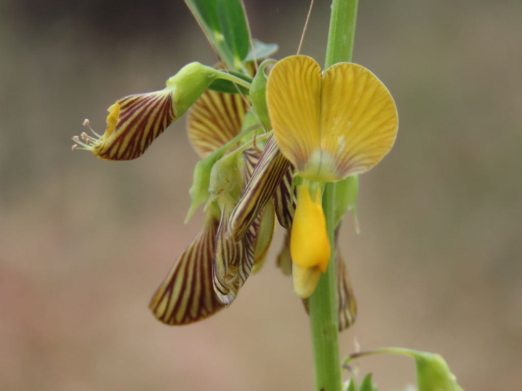 Sesbania macowaniana Schinz 2