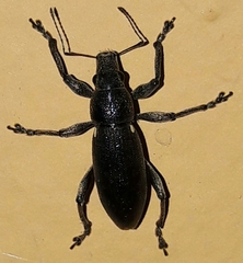 Brachyderes lusitanicus