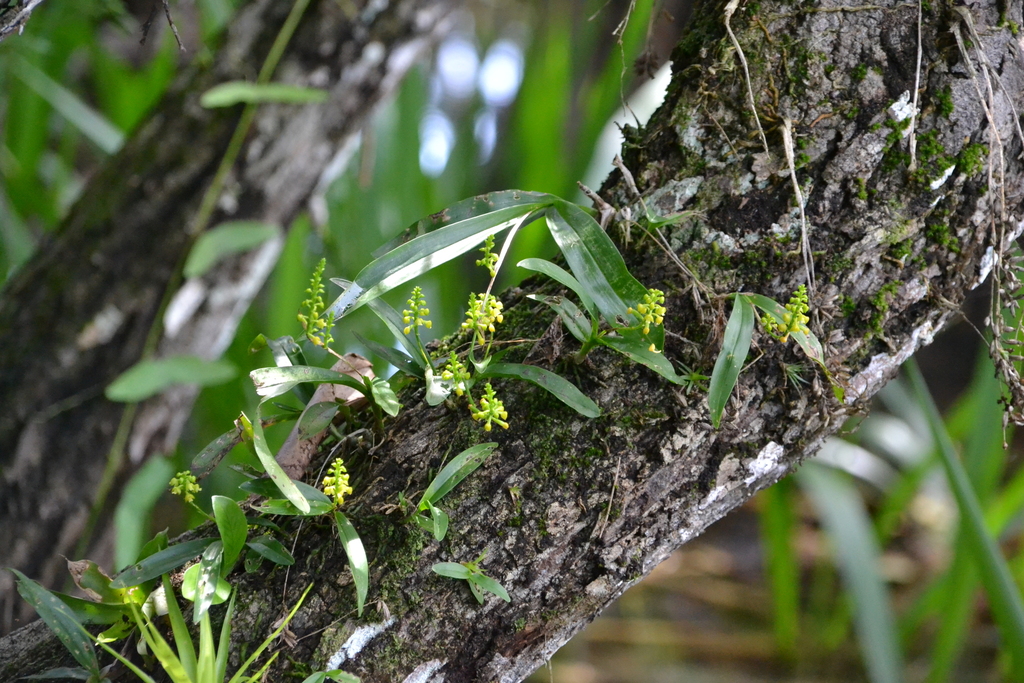 Polystachya foliosa
