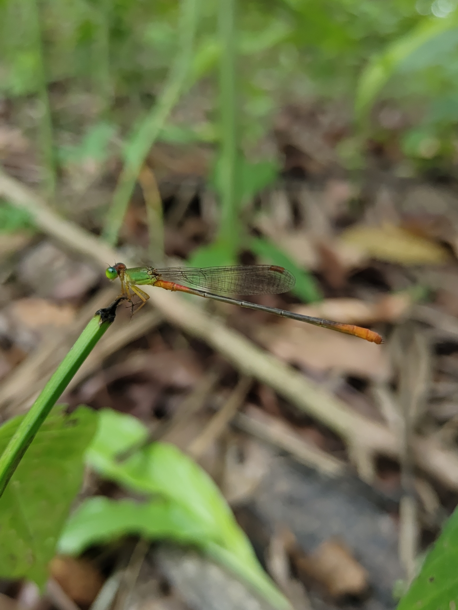 Orange-Tailed Marsh Dart